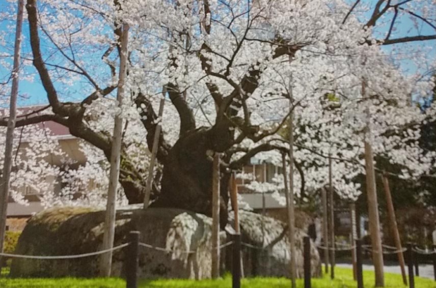 MTCAオリジナル　盛岡観光絵はがき　石割桜