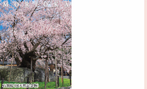 風景４種　石割桜（国天然記念物）
